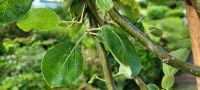 Apfelbaum Geheimrat Dr. Oldenburg Nordrhein-Westfalen - Sundern (Sauerland) Vorschau