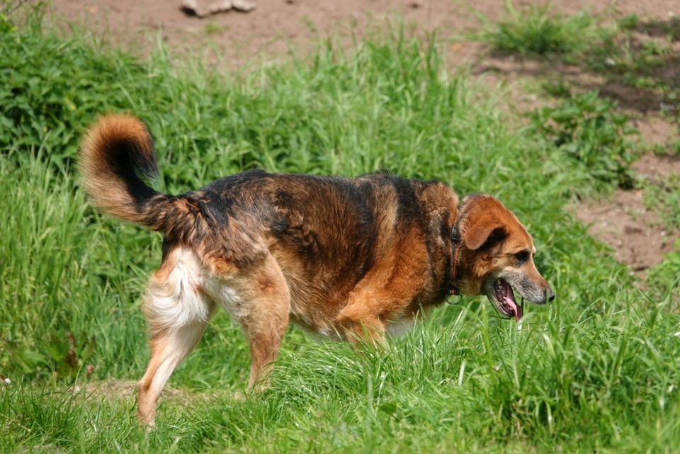 Tierschutzhund Nora sucht ein Zuhause in Winsen (Luhe)