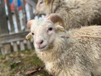 Ouessant Herdbuch C Bock Baden-Württemberg - Pfronstetten Vorschau