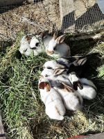 Kaninchen Riesenschecken junge Rheinland-Pfalz - Bärenbach Vorschau