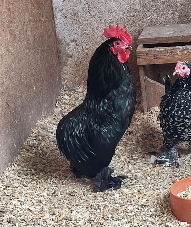 Ruhlaer Zwerg-Kaulhahn schwarz in Tabarz/Thüringer Wald