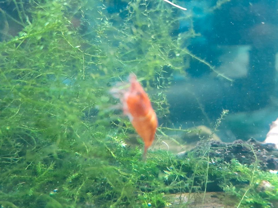 Aquarium, Garnelen, Fische,Neocaridina in Greußen