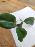 Hoya erythrina Bajo - bewurzelter Steckling Berlin - Rudow Vorschau