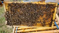 Bienenvolk auf Zander/Liebig München - Pasing-Obermenzing Vorschau