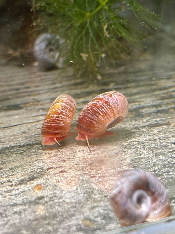 Posthornschnecke PHS Schnecke Aquarium 10 Stück 2€ in Hagen