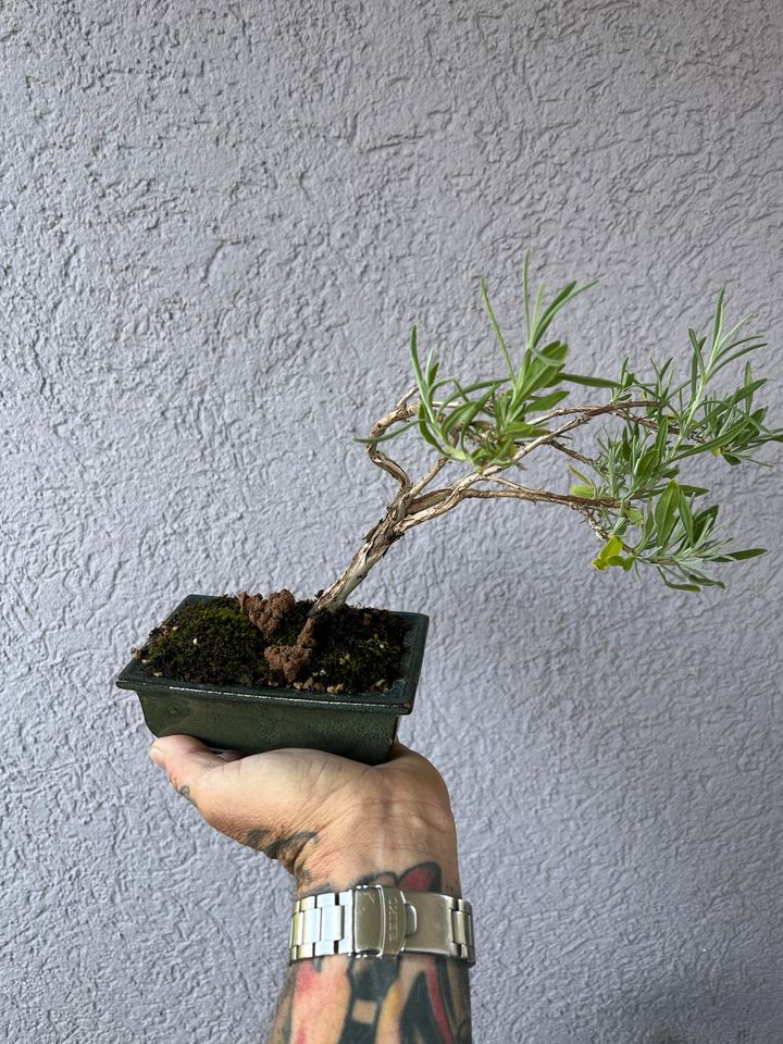 Bonsai Lavendel ,Mammutbaum, Muschelzypresse in Hausen Oberfr.