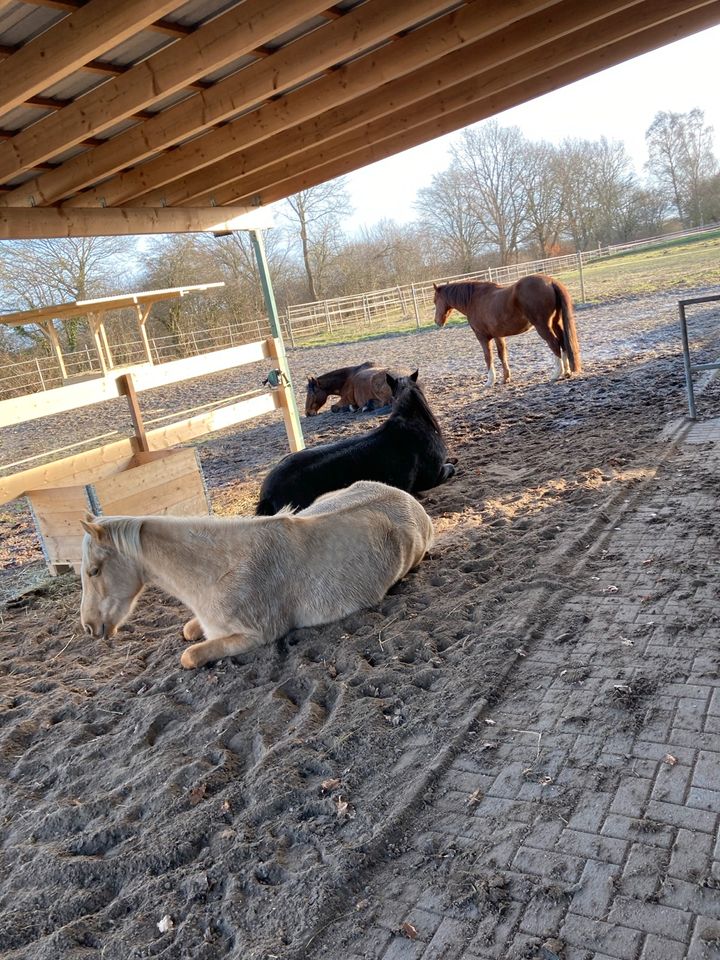 Offenstall, Offenstallplätze für Wallache bis 1,60m frei in Stockelsdorf