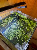 Wasserlinsen - Lemna minor - Portion Aquariumpflanzen Niedersachsen - Ovelgönne Vorschau