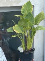 Alocasia ( Elefantenohr) Baden-Württemberg - Kraichtal Vorschau