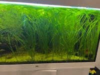 Vallisneria Nana Bund Baden-Württemberg - Calw Vorschau