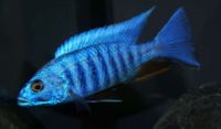 Malawi, Sciaenochromis fryeri dark blue, Jalo Reef Bayern - Neuendettelsau Vorschau