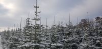 Weihnachtsbaum Verkauf ab Hof ab 1. Advent Bayern - Eichendorf Vorschau