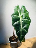 Alocasia Polli München - Thalk.Obersendl.-Forsten-Fürstenr.-Solln Vorschau