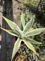 Agave amerikana Thüringen - Hopfgarten Vorschau