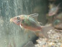 Smaragd - Panzerwels 4cm  Brochis splendens 5,50€ Baden-Württemberg - Rangendingen Vorschau