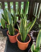 Bogenhanf, Sansevieria, Gesundheit Pflanze Baden-Württemberg - Stockach Vorschau