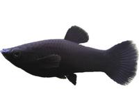 "Black Molly" aus fachkundiger Hobbyzucht, Fisch, lebendgebärdend Nordrhein-Westfalen - Neunkirchen-Seelscheid Vorschau