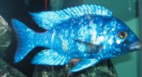 Placidochromis phenochilus Lupingo Malawi Barsche Nürnberg (Mittelfr) - Südoststadt Vorschau