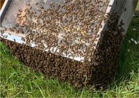 Bienenschwarm gesehen? Imker kommt zur Bergung und Rettung Nordrhein-Westfalen - Übach-Palenberg Vorschau