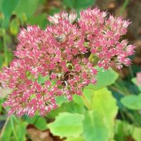 Fetthenne _ Sedum _Fette Henne_ rosa bis rot _ Ableger_!!! Rostock - Kröpeliner-Tor-Vorstadt Vorschau