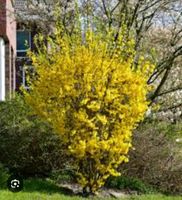 Forsythien Brandenburg - Wusterwitz Vorschau