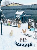 Seidenhuhn Seidenhahn abzugeben Rheinland-Pfalz - Schifferstadt Vorschau