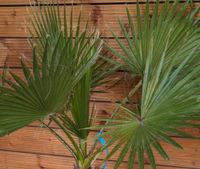 Washingtonia robusta 140cm, Gartenpalme Rheinland-Pfalz - Lingenfeld Vorschau