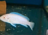 Malawi Pseudotropheus socolofi white albino Niedersachsen - Harsum Vorschau