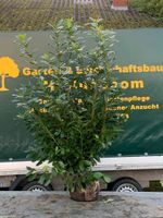 Kirschlorbeer 'Novita' 175/200cm schnellwachsend JETZT PFLANZEN ! Niedersachsen - Filsum Vorschau