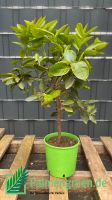 Citrus aurantifolia lime Echter Limettenbaum 60-70cm Niedersachsen - Springe Vorschau