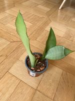 Sansevieria Moonshine Jungpflanze Sachsen-Anhalt - Halle Vorschau