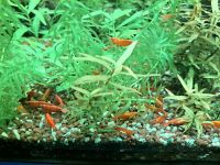 40x orangene Garnelen zu verkaufen Fische Aquarium Nordrhein-Westfalen - Wesel Vorschau