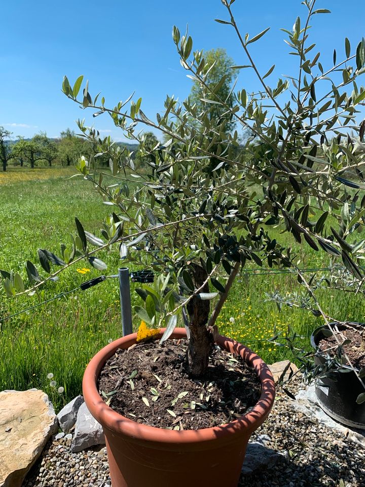 Olivenbaum als Bonsai vorgezogen in Herdwangen-Schönach