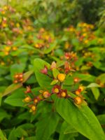 Johanniskraut,  gelbe Blüten, rote Beeren, vital Essen - Huttrop Vorschau