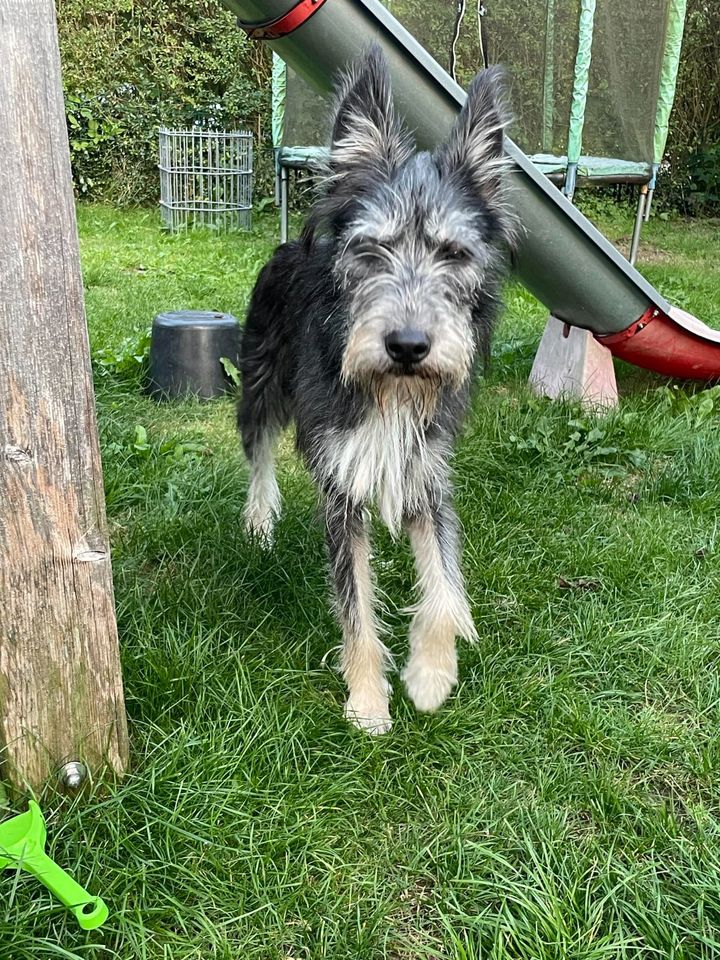 Gandalf wartet auf seiner PS in 23845 Itzstedt in Seth Holstein