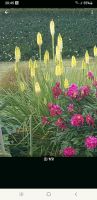 Fackellilie Kniphofia Vanilla -winterharte Pflanze Leipzig - Gohlis-Nord Vorschau