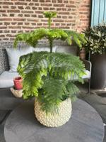 Zimmertanne 70 cm  Zimmerpflanze Topfpflanze ARAUCARIA Nordrhein-Westfalen - Neuss Vorschau