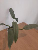 Philodendron silver sword Nordrhein-Westfalen - Dörentrup Vorschau