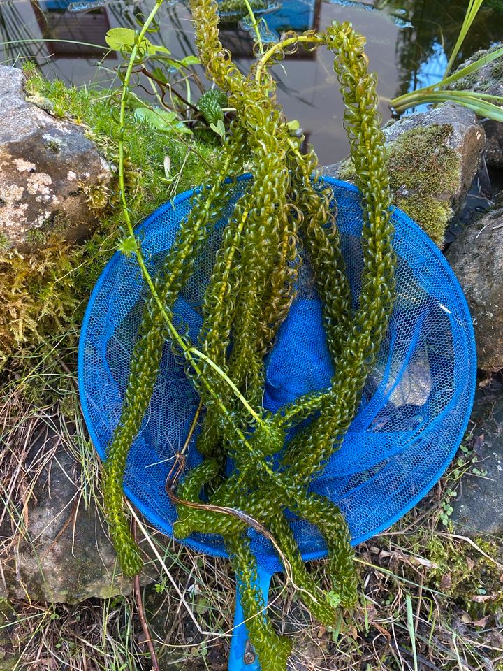 Teichpflanzen- frische Wasserpest in Gedern