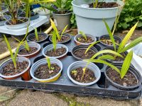 Kleine Hanfpalme Trachycarpus fortunei in verschiedenen Größen ab Nordrhein-Westfalen - Moers Vorschau