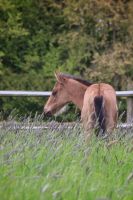 Quarter Horse Hengstfohlen 04/2024 Niedersachsen - Melle Vorschau