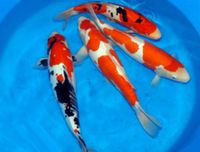 Koi `s von 7 bis 45cm - Top Qualität - // Fischfarm Eske Schleswig-Holstein - Flensburg Vorschau