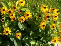 Rudbeckia fulgida  – Sonnenhut Pflegeleichter Spätsommerblüher Hessen - Oberursel (Taunus) Vorschau