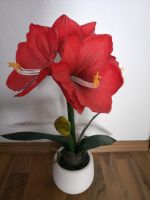 Künstliche Amaryllis Baden-Württemberg - Wangen im Allgäu Vorschau