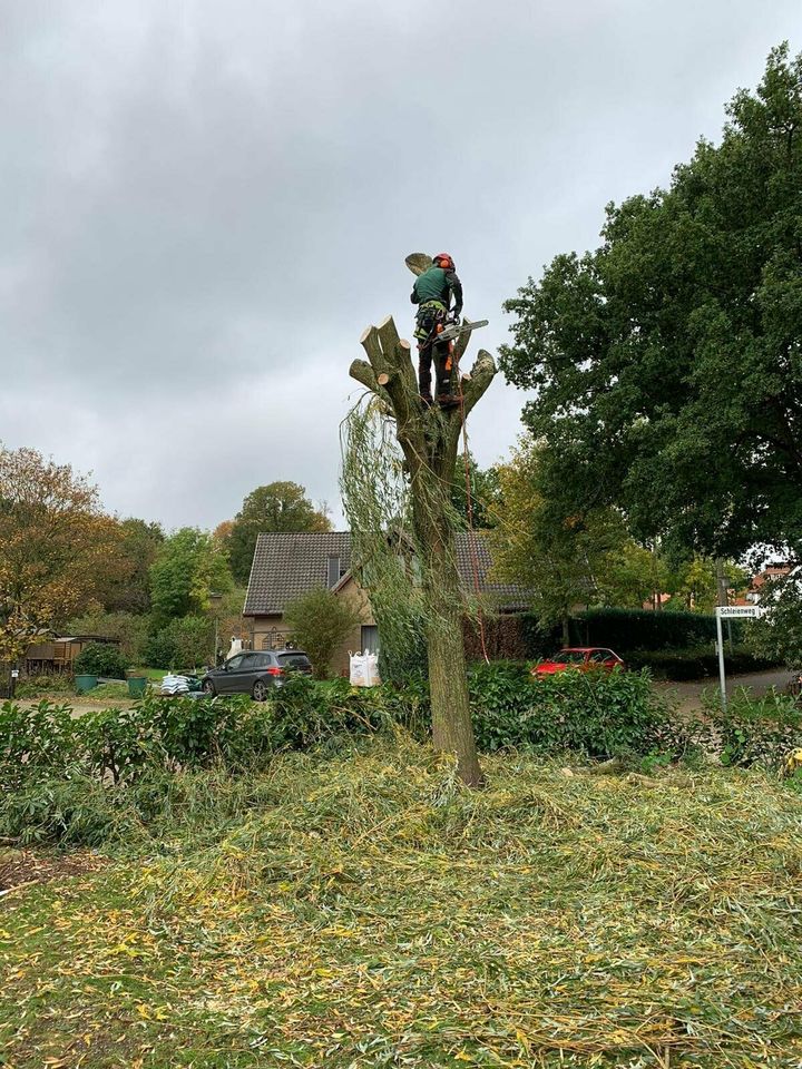 Baumfällung Gartenarbeit in Peheim