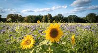 Landwirtschaft Acker pacht Bayern - Nördlingen Vorschau