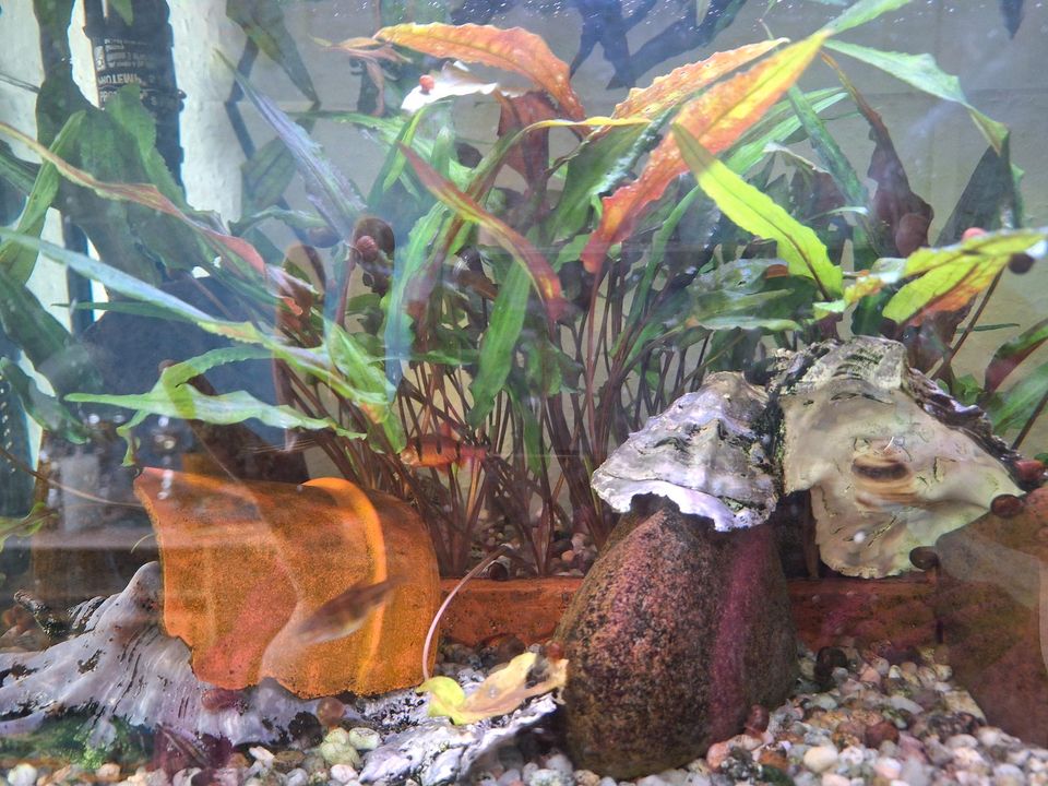 Aquarium Juwel mit Besatz und Pflanzen in Vlotho