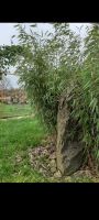 Roter Bambus Immergrün Winterhart Teich Garten Hecke Sichtschutz Ludwigslust - Landkreis - Malliß Vorschau