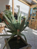 Echte Aloe Barbadensis Ableger abzugeben Bayern - Riedering Vorschau