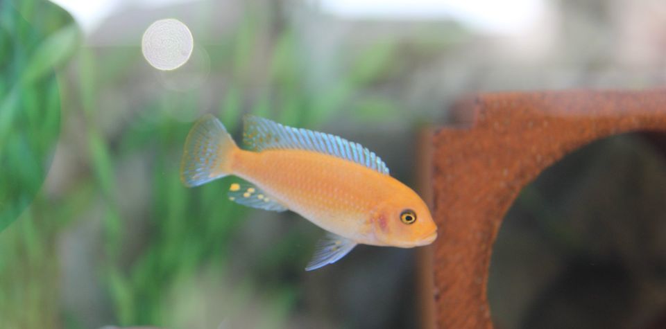 Malawi Buntbarsche Metriaclima estherae red/red Minos Nachzuchten in Nordwalde